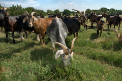 goats0238