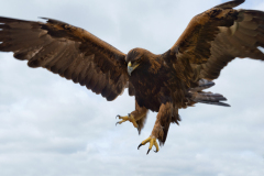 goldeneagle050b