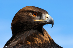 goldeneagle090