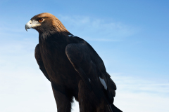 goldeneagle137