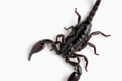 insects0072