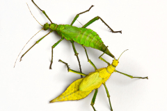 insects0128