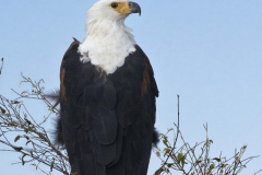 masaimara0059a