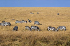 masaimara0064