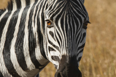 masaimara0071