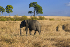 masaimara0072