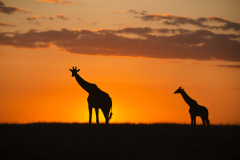 masaimara0114