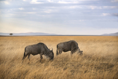 masaimara0204