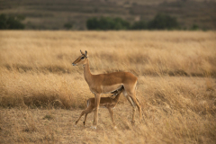 masaimara0210a