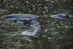 masaimara0225
