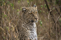 masaimara0232