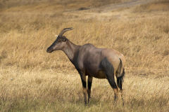 masaimara0306