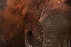nairobi-np-elephant0138a