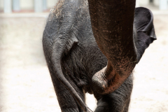 okc-zoo-baby-elephant-0071