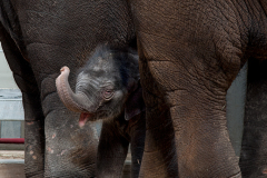 okc-zoo-baby-elephant-0077
