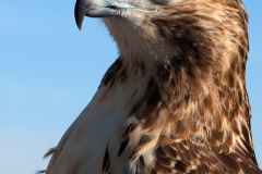 redtailhawk123