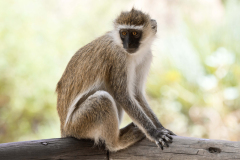 samburu0003