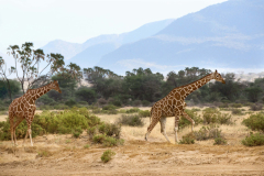 samburu0086