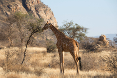 samburu0514