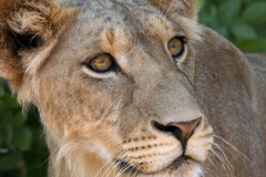 samburu0596