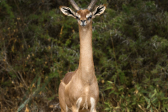 samburu0621a