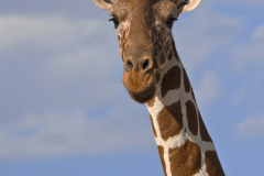 samburu0648