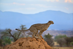 samburu0763