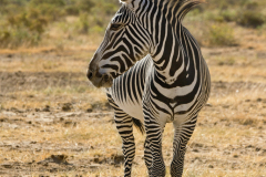samburu0870