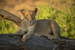 samburu0942