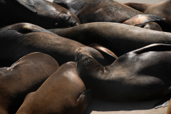 sealion0071