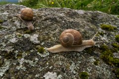 snails0116